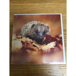 Hedgehog Country Matters Greeting Card