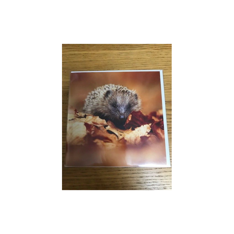 Hedgehog Country Matters Greeting Card