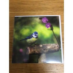 Blue Tit Country Matters Greeting Card