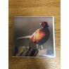 Pheasant Country Matters Greeting Card
