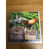 Chickens Country Matters Greeting Card
