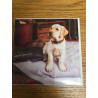 Margaux Lab Puppy Country Matters Greeting Card