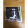Collie Country Matters Greeting Card
