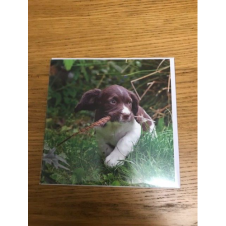 Spaniel Puppy Country Matters Greeting Card