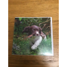 Spaniel Puppy Country Matters Greeting Card