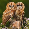RSPCA Blank Greeting Card Owls