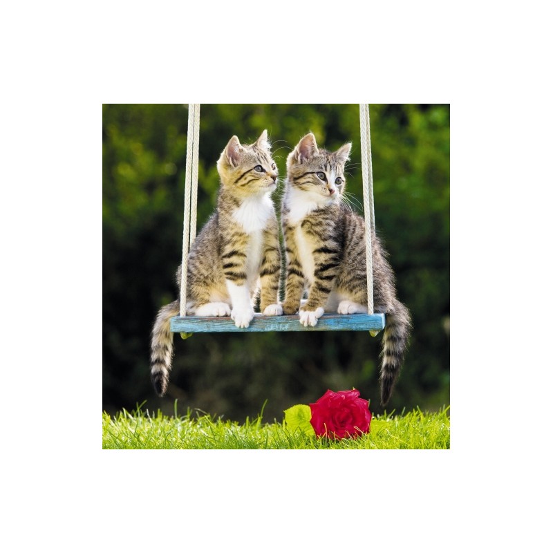 RSPCA Blank Greeting Card Cats
