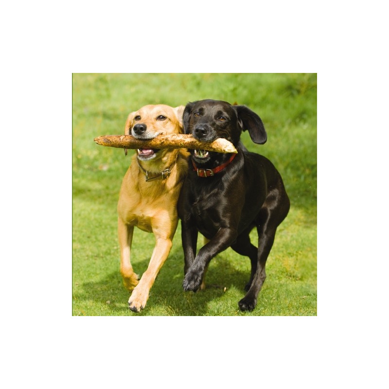 Cube Blank Greeting Card Best Buddies Labs with Stick