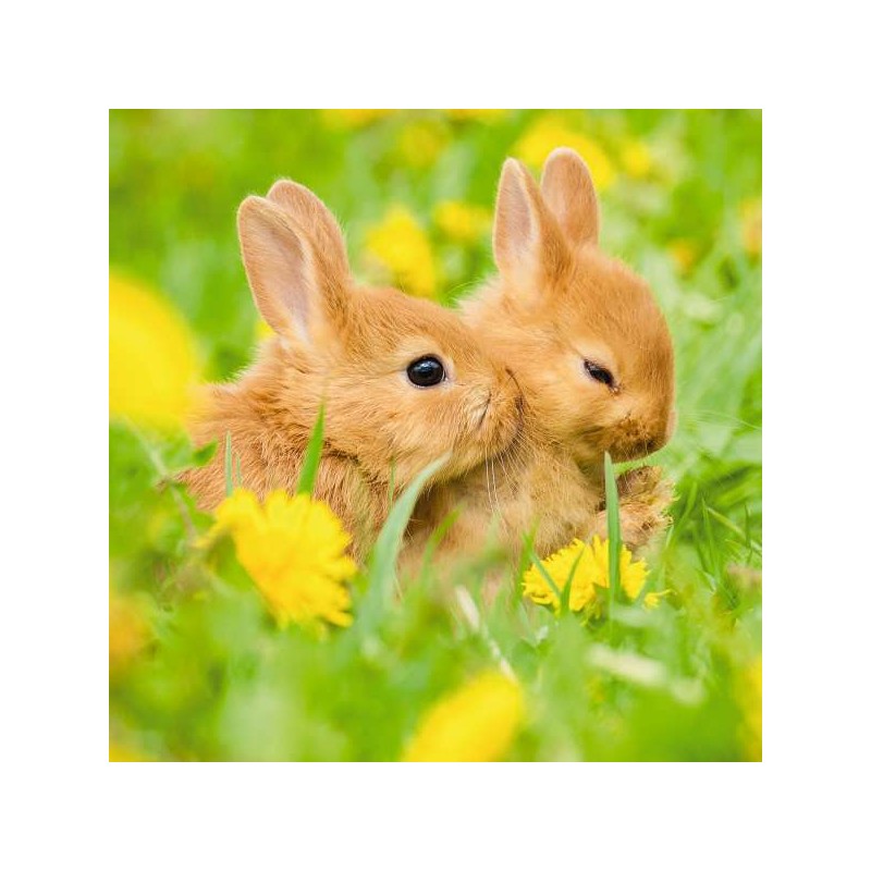 RSPCA Blank Greeting Card Little Rabbits