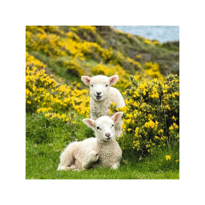 RSPCA Blank Greeting Card Spring Lambs
