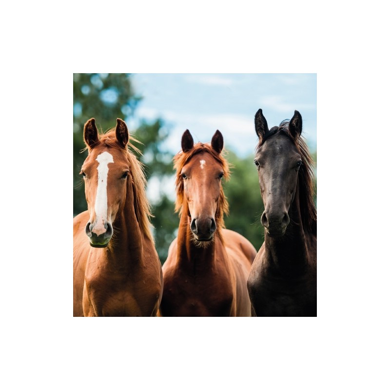 RSPCA Blank Greeting Card Group of Horses