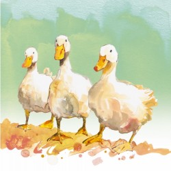 Showcase Blank Greeting Card Three Ducks