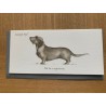 Classic Card ' Sausage Dog ' by The Little Dog Company