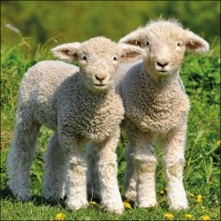 Two Lambs Napkins