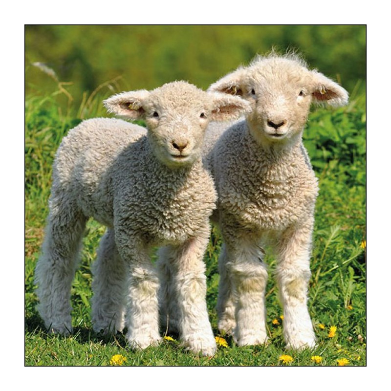 Two Lambs Napkins