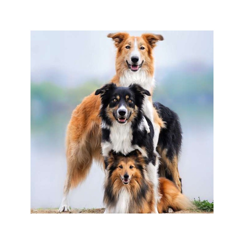 RSPCA Blank Greeting Card Three Happy Dogs