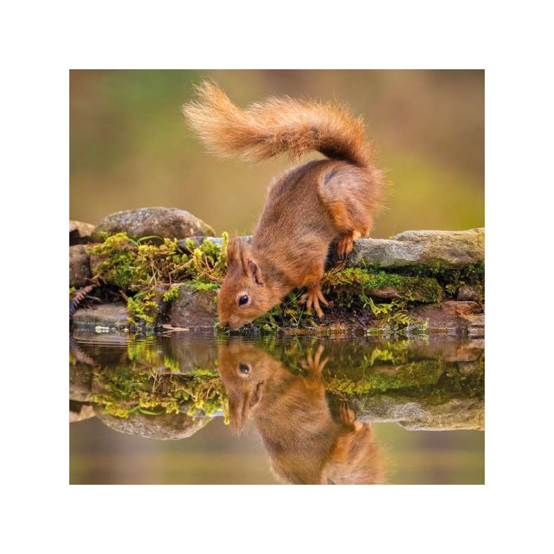 RSPCA Blank Greeting Card Squirrel Reflection