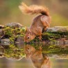 RSPCA Blank Greeting Card Squirrel Reflection