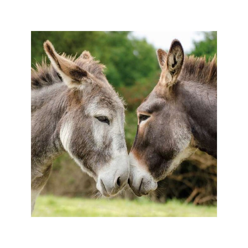 RSPCA Blank Greeting Card Two Donkeys