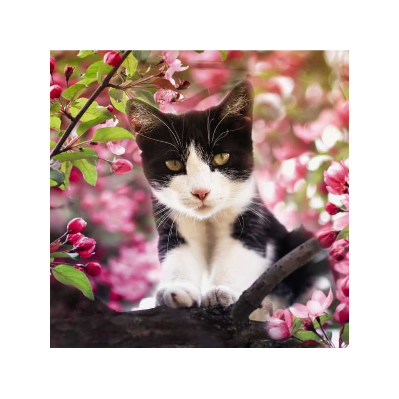 RSPCA Blank Greeting Card Apple Blossom Kitten