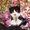 RSPCA Blank Greeting Card Apple Blossom Kitten