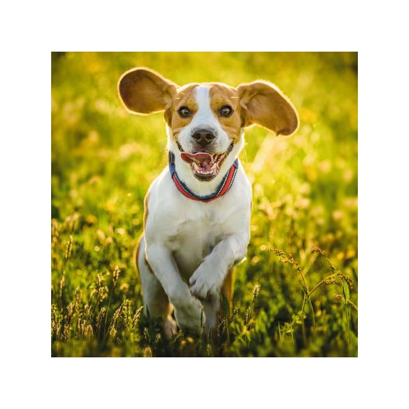 RSPCA Blank Greeting Card Beagle Running in Meadow