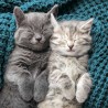 RSPCA Blank Greeting Card Kittens Sleeping