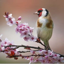 RSPCA Blank Greeting Card Goldfinch on Blossom