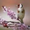 RSPCA Blank Greeting Card Goldfinch on Blossom
