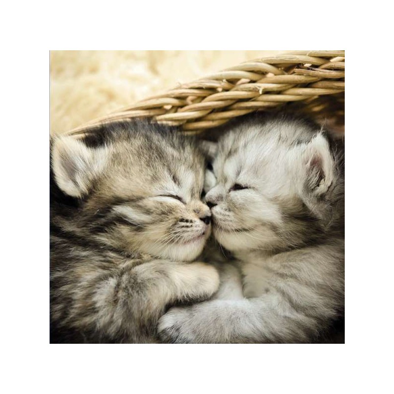 RSPCA Blank Greeting Card Cuddling Kittens