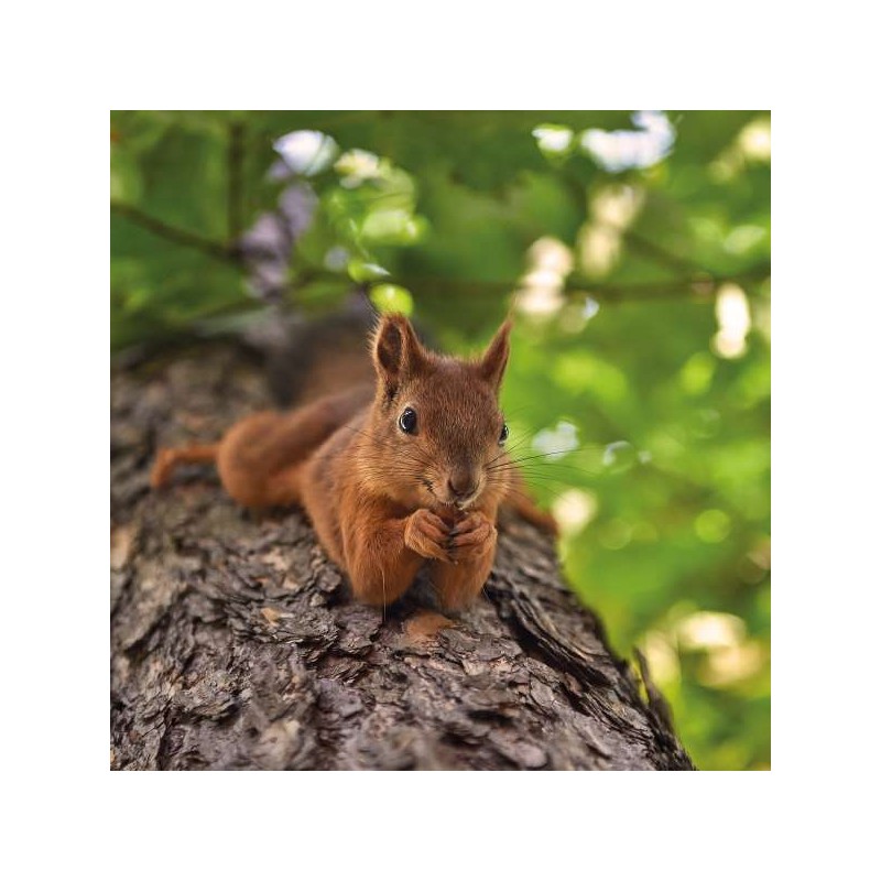 RSPCA Blank Greeting Card Snacking Squirrel