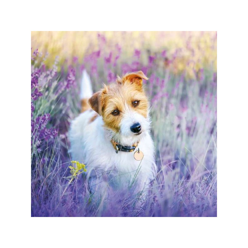 RSPCA Blank Greeting Card Jack Russell Terrier in Lavender