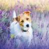 RSPCA Blank Greeting Card Jack Russell Terrier in Lavender