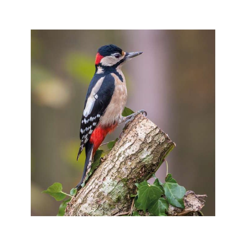 RSPCA Blank Greeting Card Great Spotted Woodpecker