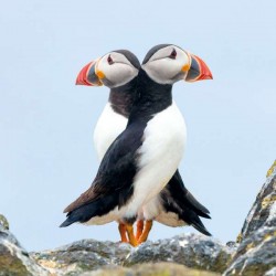 RSPCA Blank Greeting Card Double Puffins!