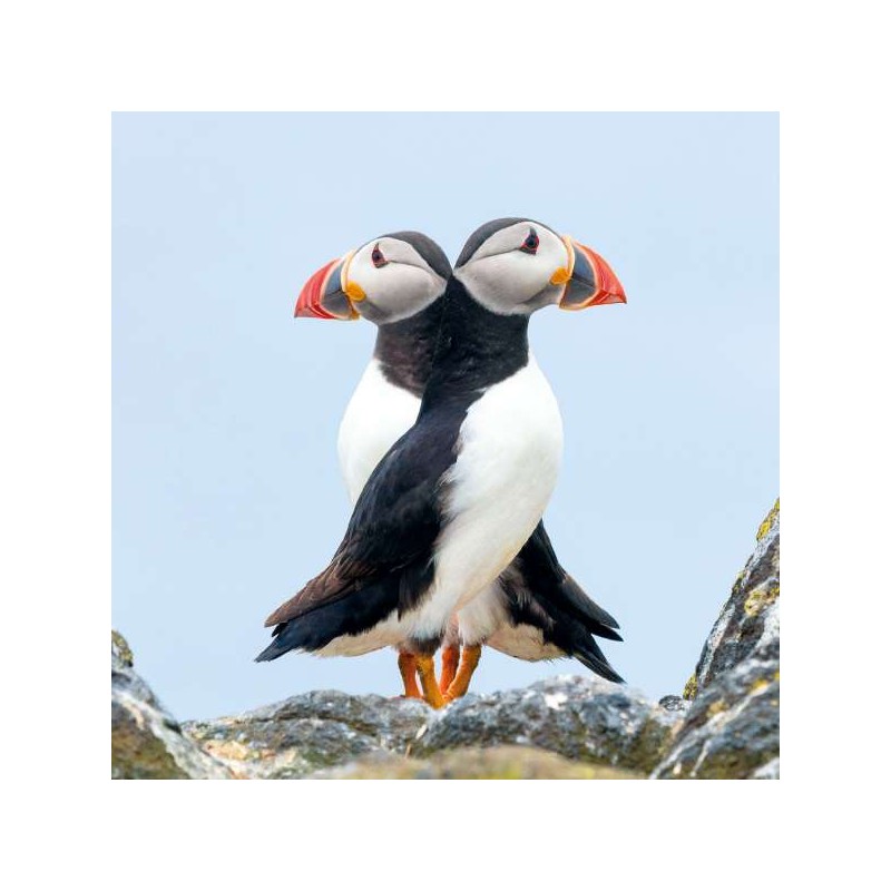 RSPCA Blank Greeting Card Double Puffins!