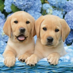 RSPCA Blank Greeting Card Pair of Yellow Lab Puppies