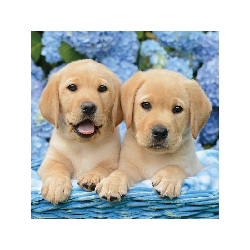 RSPCA Blank Greeting Card Pair of Yellow Lab Puppies