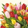 Colourful Tulips Napkins