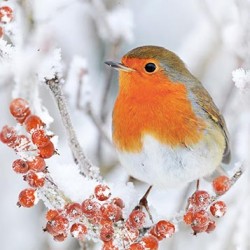 Noel Tatt Christmas Card pack of 12 Robin