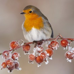 RSPCA Christmas Card - Robin and Berries