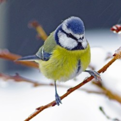 RSPCA Christmas Card - Blue Tit on Branch