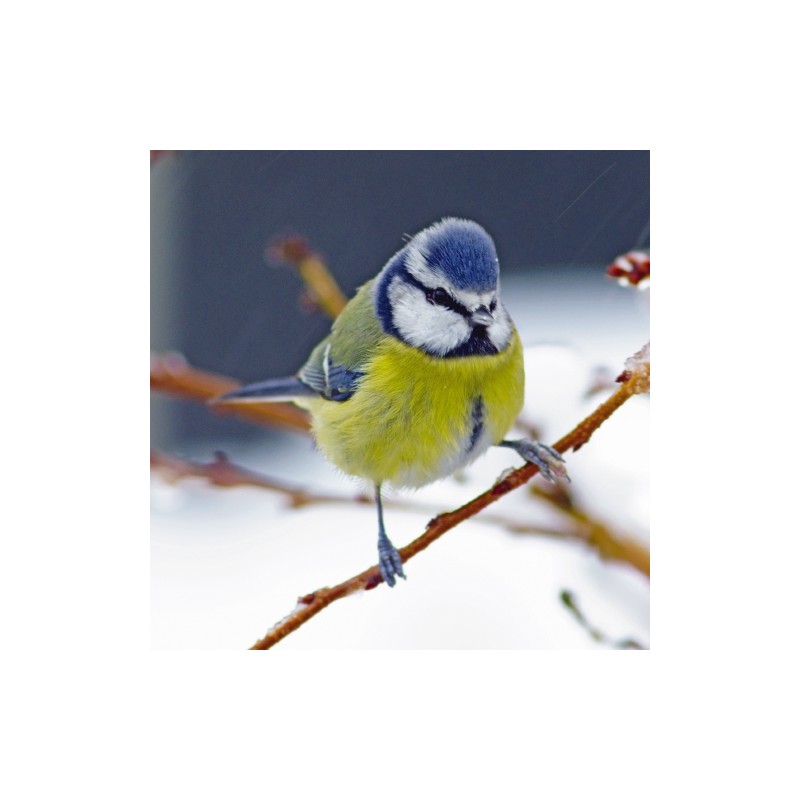 RSPCA Christmas Card - Blue Tit on Branch