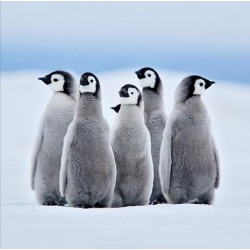 RSPCA Christmas Card - Penguin Huddle