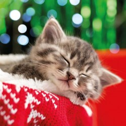RSPCA Christmas Card - Dream Kitten