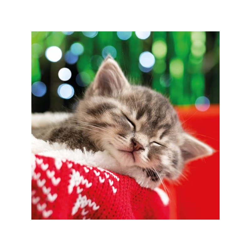 RSPCA Christmas Card - Dream Kitten
