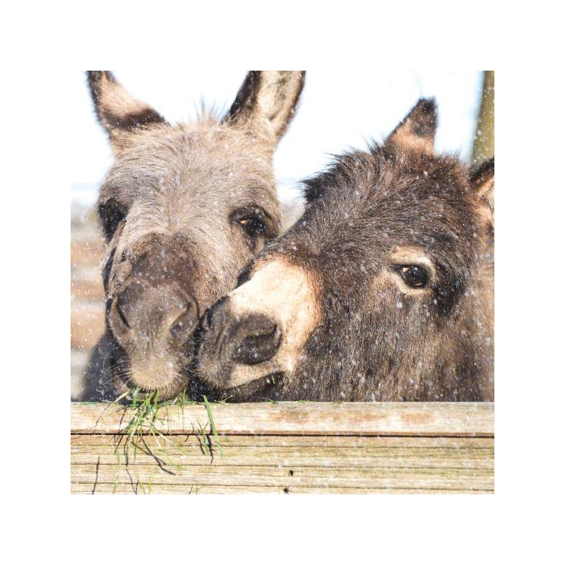 RSPCA Christmas Card - Christmas Donkey Friends