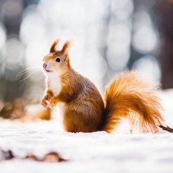 RSPCA Christmas Card - Red Squirrel in Snow