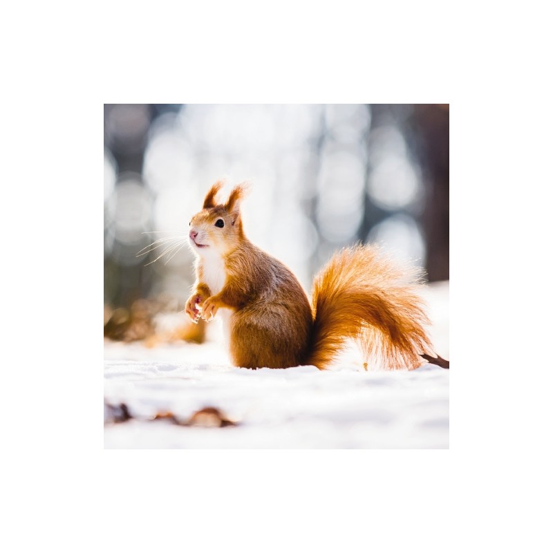 RSPCA Christmas Card - Red Squirrel in Snow