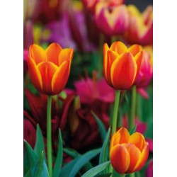 Noel Tatt Picture This Birthday Card Tulips